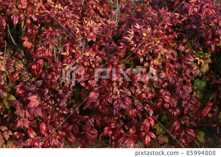 Otahuku Nanten 85994808