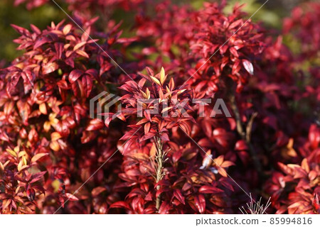 Otahuku Nanten 85994816