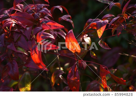 Otahuku Nanten Otahuku Nanten 85994828