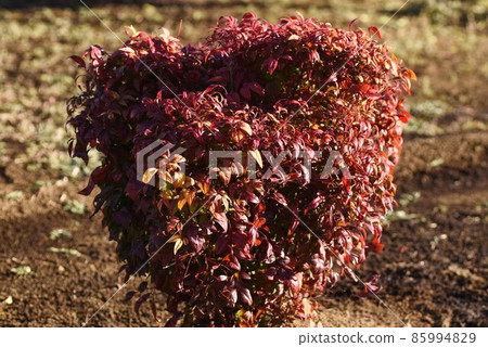 Otahuku Nanten 85994829