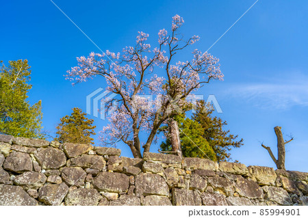 Sakura in Ueda Castle, Shinshu [Nagano Prefecture] 85994901