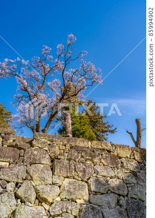 信州上田城的櫻花[長野縣] 85994902