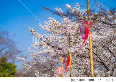 Sakura in Ueda Castle, Shinshu [Nagano Prefecture] 85994903
