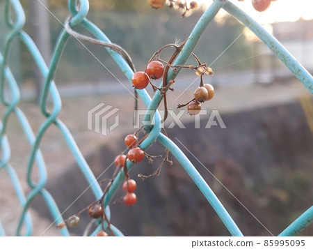 Nuts entwined in the fence 85995095