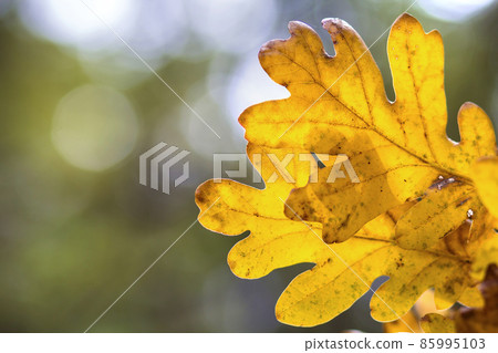 Oak tree leaves in autumn forest for background Oak tree leaves in autumn forest for background 85995103