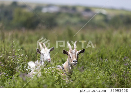 Domestic nice goats with long horns on bright sunny warm summer day grazing in green grassy fields. 85995468