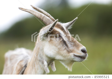 Close-up profile portrait of nice white hairy bearded goats with long horns on bright sunny warm summer day on blurred green grassy fieldsand trees background. 85995521