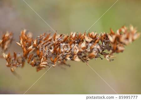 Buddleah seeds in winter Buddleah seeds in winter 85995777