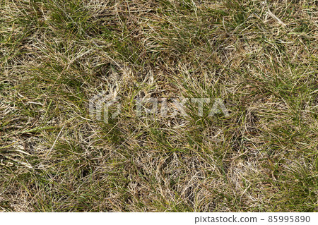 Close up top view abstract picture of weathered dry yellow wild grass field with some green blades on sunny spring or summer day. Beauty of natural environment concept. Close up top view abstract picture of weathered dry yellow wild grass field with some green blades on sunny spring or summer day. Beauty of natural environment concept. 85995890