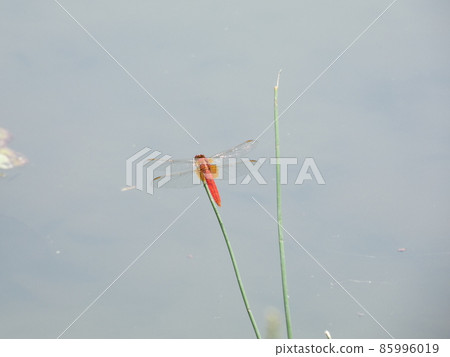 Sympetrum darwin 停在草叢中,看著池塘 Sympetrum darwin 停在草叢中,看著池塘 85996019