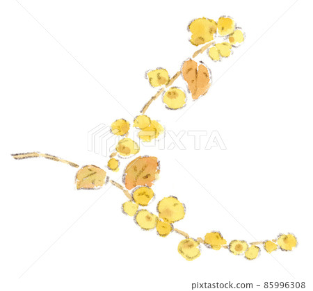 Watercolor illustration of Japanese allspice, a yellow flower that blooms in winter Watercolor illustration of Japanese allspice, a yellow flower that blooms in winter 85996308