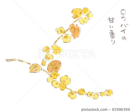 Watercolor illustration of Japanese allspice, a yellow flower that blooms in winter Watercolor illustration of Japanese allspice, a yellow flower that blooms in winter 85996309