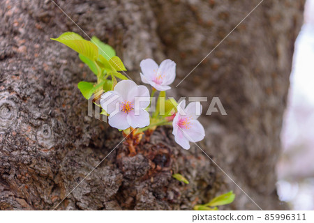 Cherry blossoms that have begun to bloom, Tokyo Sumida Park 85996311