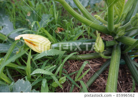 zucchini  85996562