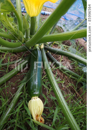 zucchini zucchini 85996564