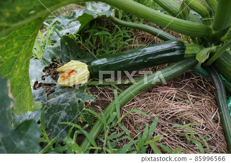 夏南瓜 夏南瓜 85996566