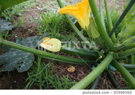 zucchini zucchini 85996568