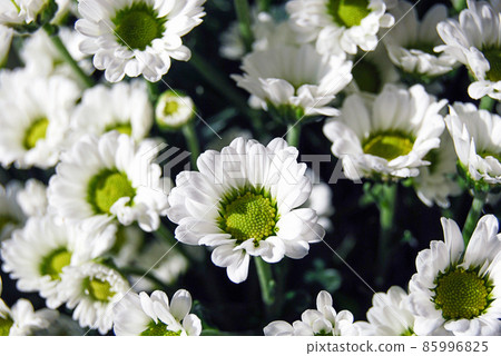 White tiny chrysanthemums in sunlight 85996825