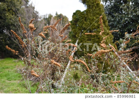 Buddleah seeds in winter Buddleah seeds in winter 85996981