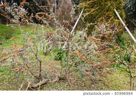Buddleah seeds in winter Buddleah seeds in winter 85996984