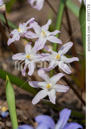 Purple Scilla sect blooming in the spring garden Purple Scilla sect blooming in the spring garden 85997178