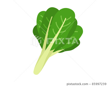Komatsuna vegetable illustration 85997239