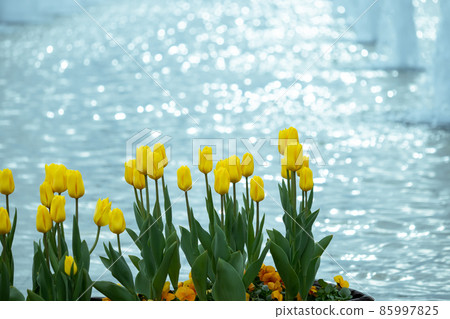 Colorful tulips in Ueno Park 85997825
