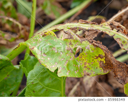 Cercospora beetle 85998349