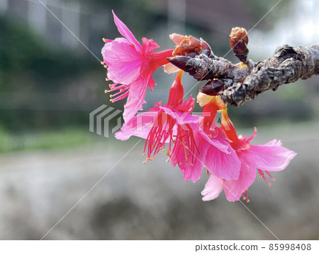 Scarlet cherry blossoms blooming in Naha Yogi Park, Okinawa 85998408