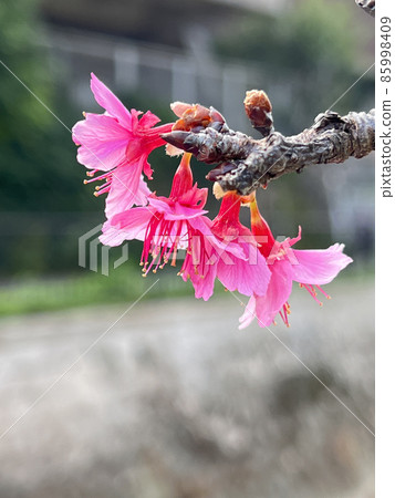 沖繩那霸瑜伽公園盛開的猩紅色櫻花 85998409