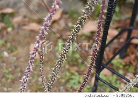 Winter rose garden, rose care work and rose thorns Winter rose garden, rose care work and rose thorns 85998563
