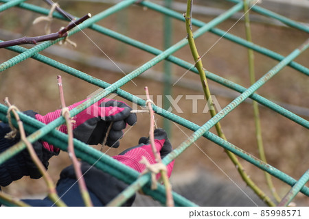 Winter rose garden, rose care work and rose thorns Winter rose garden, rose care work and rose thorns 85998571
