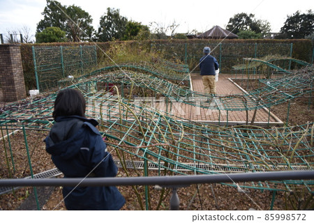 冬季玫瑰園、玫瑰護理工作和玫瑰刺 85998572