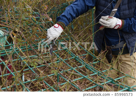 冬季玫瑰園、玫瑰護理工作和玫瑰刺 冬季玫瑰園、玫瑰護理工作和玫瑰刺 85998573