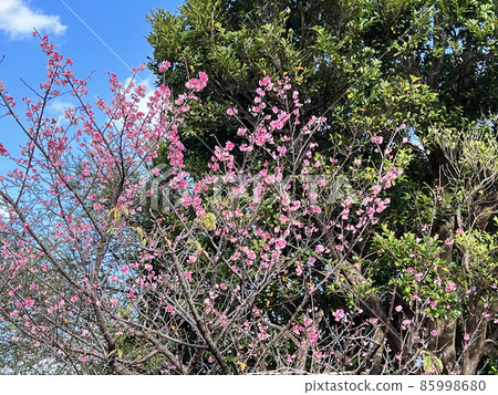 沖繩那霸市小野山公園盛開的猩紅色櫻花 85998680