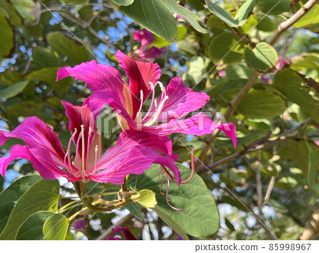 Flowers of sheepshoe trees blooming in Naha Manko Park, Okinawa Flowers of sheepshoe trees blooming in Naha Manko Park, Okinawa 85998967