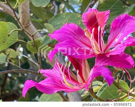 Flowers of sheepshoe trees blooming in Naha Manko Park, Okinawa Flowers of sheepshoe trees blooming in Naha Manko Park, Okinawa 85998971