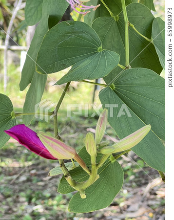 Flowers of sheepshoe trees blooming in Naha Manko Park, Okinawa Flowers of sheepshoe trees blooming in Naha Manko Park, Okinawa 85998973