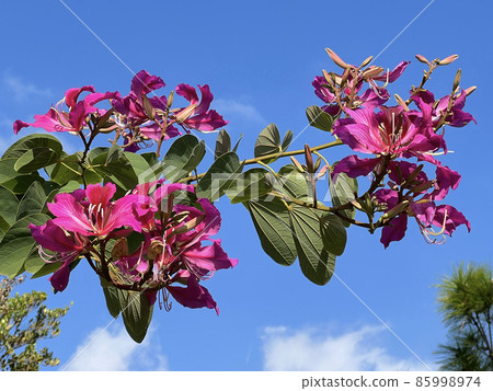 Flowers of sheepshoe trees blooming in Naha Manko Park, Okinawa Flowers of sheepshoe trees blooming in Naha Manko Park, Okinawa 85998974