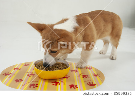 Corgi dog eating rice Corgi dog eating rice 85999385