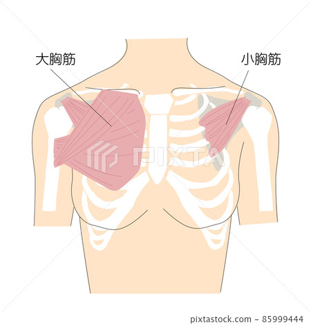 人體胸部和上半身胸大肌和胸小肌的骨骼圖像說明 85999444