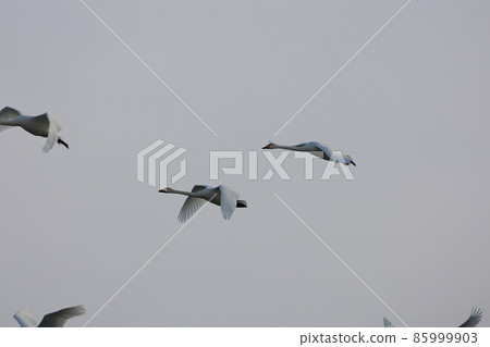 Chitose River Nature Swan Hakucho Chitose River Nature Swan Hakucho 85999903