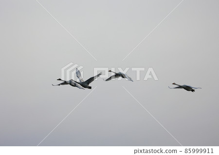 Chitose River Nature Swan Hakucho 85999911