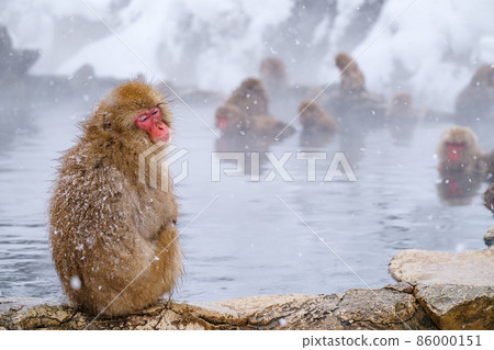 Jigokudani Yaen-Koen Monkey (雪猴) 86000151