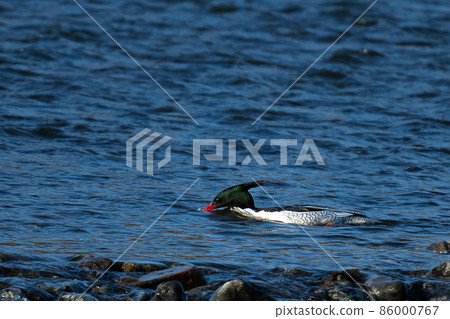 Scaly-sided fish that rarely came to the river in Kansai 86000767