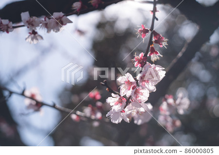 Ume's famous sightseeing spots in Kurume City, Fukuoka Prefecture Plum blossoms at Bairinji Gaien Ume's famous sightseeing spots in Kurume City, Fukuoka Prefecture Plum blossoms at Bairinji Gaien 86000805