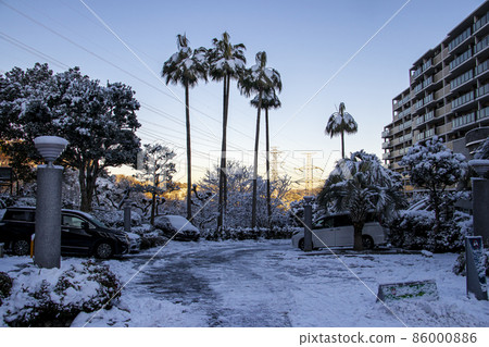 Snow on palm trees in an apartment Snow on palm trees in an apartment 86000886
