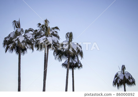 Snow on palm trees 86000892