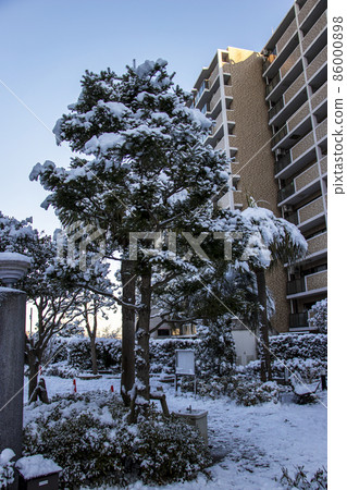 Snow on the trees in the condominium Snow on the trees in the condominium 86000898