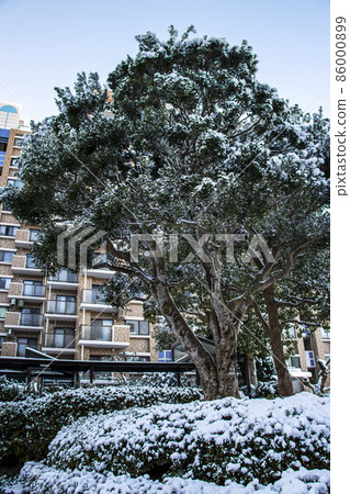 公寓樹上的雪 86000899